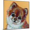 Colorful Pomeranian-Carolee Vitaletti-Mounted Art Print