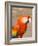 Colorful Red Macaw Bird, Copan Ruins, Honduras-Bill Bachmann-Framed Photographic Print