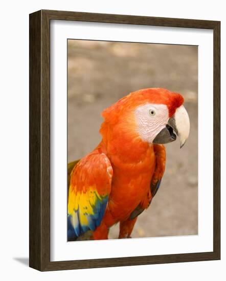 Colorful Red Macaw Bird, Copan Ruins, Honduras-Bill Bachmann-Framed Photographic Print