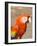 Colorful Red Macaw Bird, Copan Ruins, Honduras-Bill Bachmann-Framed Photographic Print