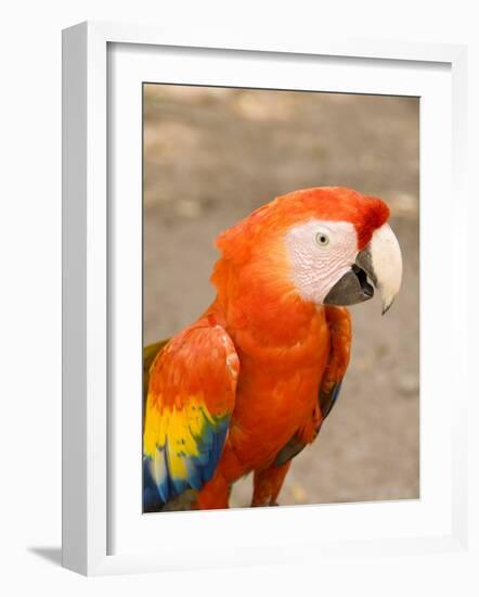 Colorful Red Macaw Bird, Copan Ruins, Honduras-Bill Bachmann-Framed Photographic Print