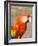 Colorful Red Macaw Bird, Copan Ruins, Honduras-Bill Bachmann-Framed Photographic Print