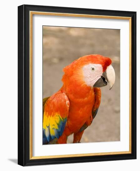 Colorful Red Macaw Bird, Copan Ruins, Honduras-Bill Bachmann-Framed Photographic Print