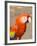 Colorful Red Macaw Bird, Copan Ruins, Honduras-Bill Bachmann-Framed Photographic Print