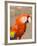 Colorful Red Macaw Bird, Copan Ruins, Honduras-Bill Bachmann-Framed Photographic Print