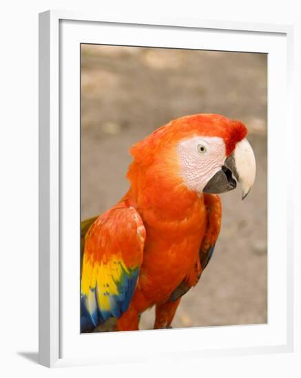 Colorful Red Macaw Bird, Copan Ruins, Honduras-Bill Bachmann-Framed Photographic Print