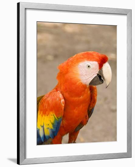 Colorful Red Macaw Bird, Copan Ruins, Honduras-Bill Bachmann-Framed Photographic Print