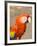 Colorful Red Macaw Bird, Copan Ruins, Honduras-Bill Bachmann-Framed Photographic Print