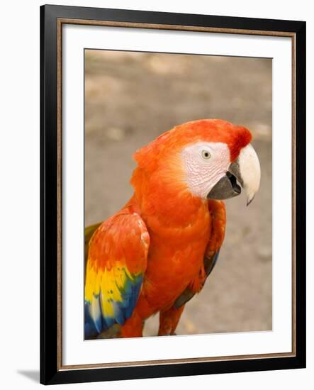 Colorful Red Macaw Bird, Copan Ruins, Honduras-Bill Bachmann-Framed Photographic Print