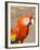 Colorful Red Macaw Bird, Copan Ruins, Honduras-Bill Bachmann-Framed Photographic Print