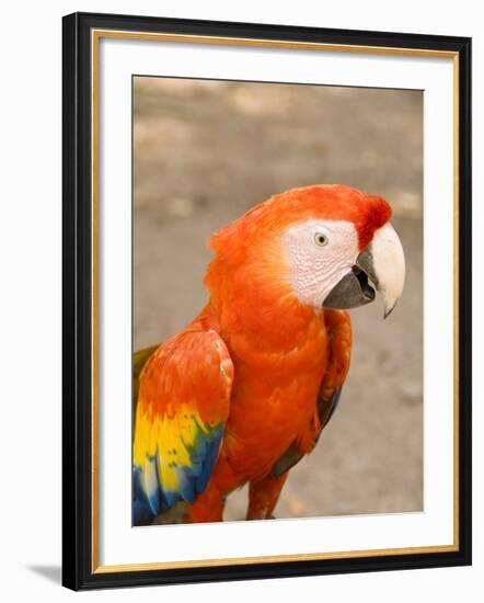 Colorful Red Macaw Bird, Copan Ruins, Honduras-Bill Bachmann-Framed Photographic Print