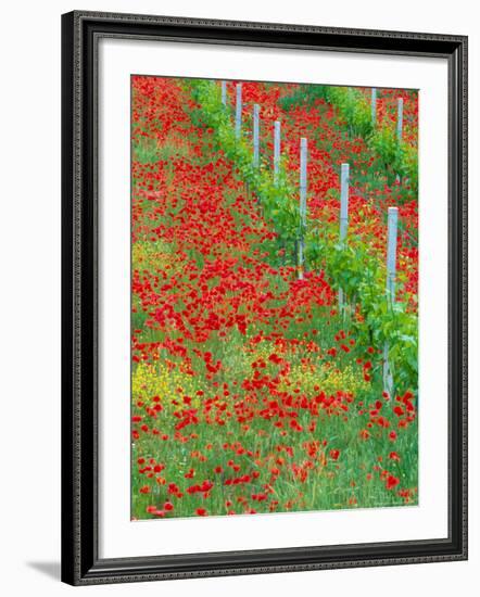 Colorful Red Poppies of Tuscany, Italy-Julie Eggers-Framed Photographic Print