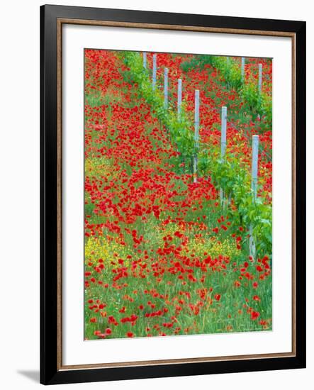 Colorful Red Poppies of Tuscany, Italy-Julie Eggers-Framed Photographic Print