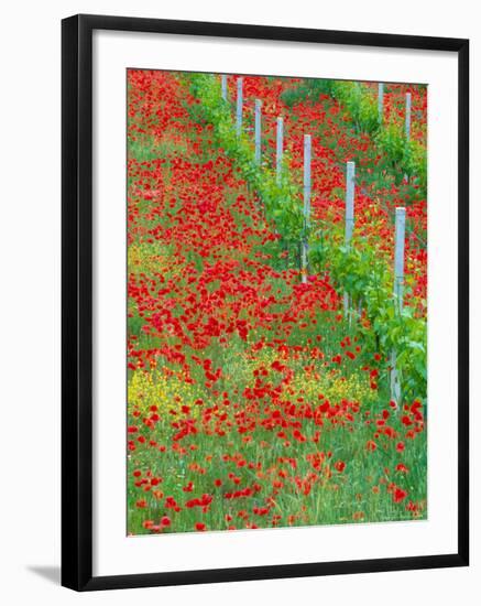 Colorful Red Poppies of Tuscany, Italy-Julie Eggers-Framed Photographic Print