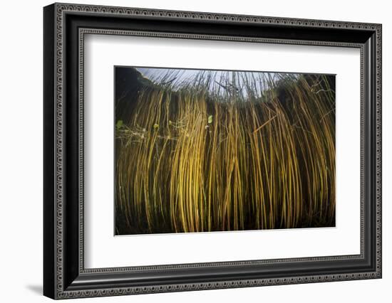 Colorful Reeds Grow to the Surface Along the Edge of a Freshwater Lake-Stocktrek Images-Framed Photographic Print