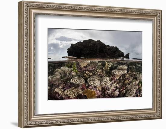 Colorful Reef-Building Corals Grow on a Reef in the Solomon Islands-Stocktrek Images-Framed Photographic Print