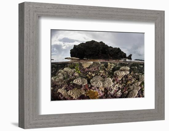 Colorful Reef-Building Corals Grow on a Reef in the Solomon Islands-Stocktrek Images-Framed Photographic Print