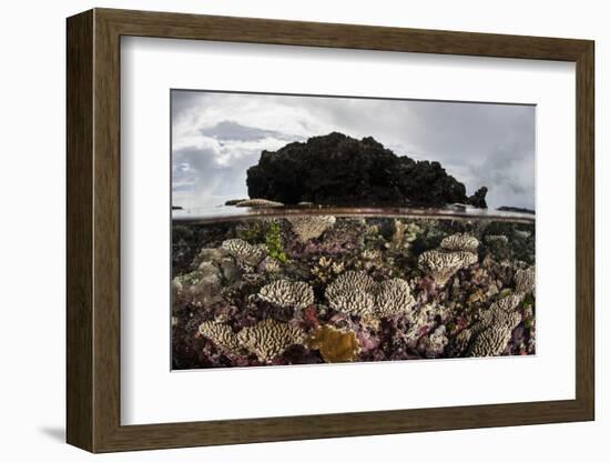 Colorful Reef-Building Corals Grow on a Reef in the Solomon Islands-Stocktrek Images-Framed Photographic Print