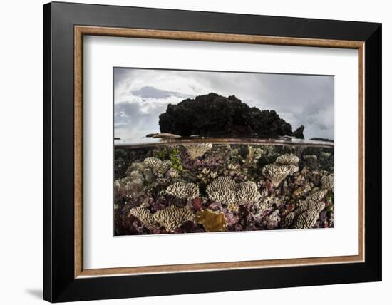 Colorful Reef-Building Corals Grow on a Reef in the Solomon Islands-Stocktrek Images-Framed Photographic Print