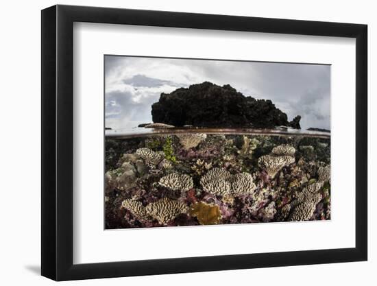 Colorful Reef-Building Corals Grow on a Reef in the Solomon Islands-Stocktrek Images-Framed Photographic Print