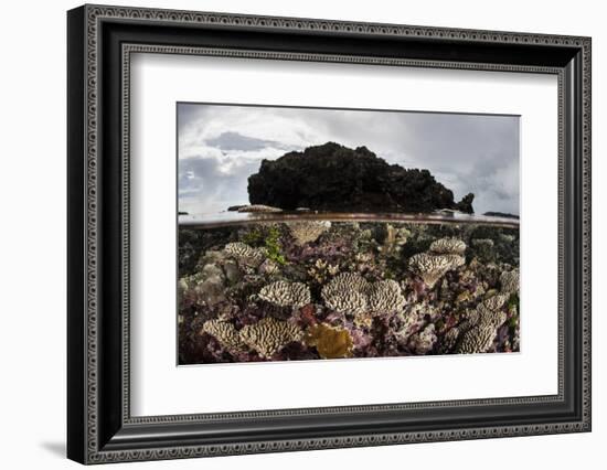 Colorful Reef-Building Corals Grow on a Reef in the Solomon Islands-Stocktrek Images-Framed Photographic Print