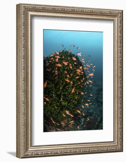 Colorful Reef Fish Wim in a Strong Current on a Reef in Indonesia-Stocktrek Images-Framed Photographic Print