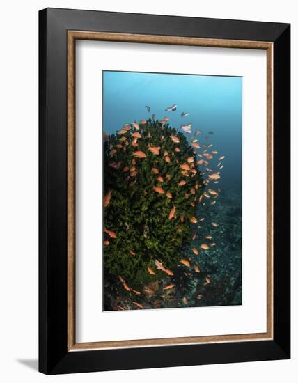 Colorful Reef Fish Wim in a Strong Current on a Reef in Indonesia-Stocktrek Images-Framed Photographic Print