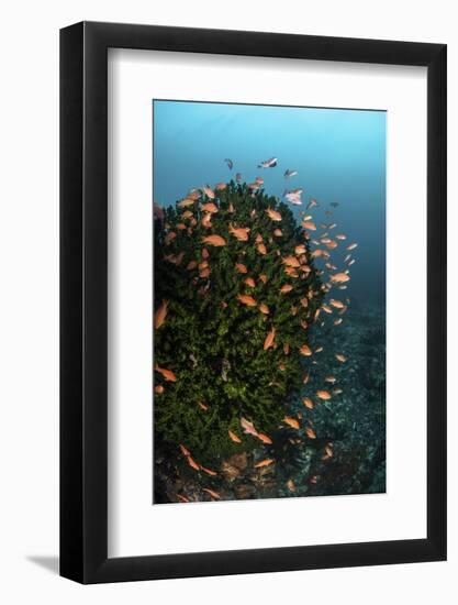 Colorful Reef Fish Wim in a Strong Current on a Reef in Indonesia-Stocktrek Images-Framed Photographic Print