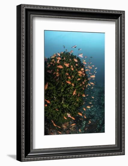 Colorful Reef Fish Wim in a Strong Current on a Reef in Indonesia-Stocktrek Images-Framed Photographic Print