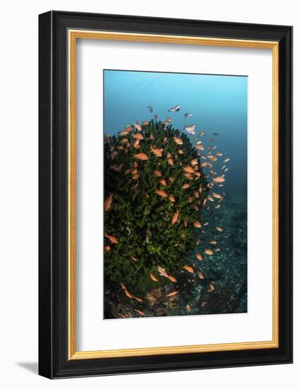 Colorful Reef Fish Wim in a Strong Current on a Reef in Indonesia-Stocktrek Images-Framed Photographic Print