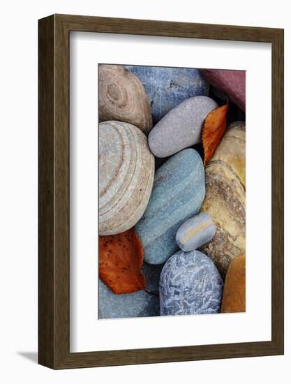Colorful river rocks along the Middle Fork of the Flathead River in Glacier NP, Montana, USA-Chuck Haney-Framed Photographic Print