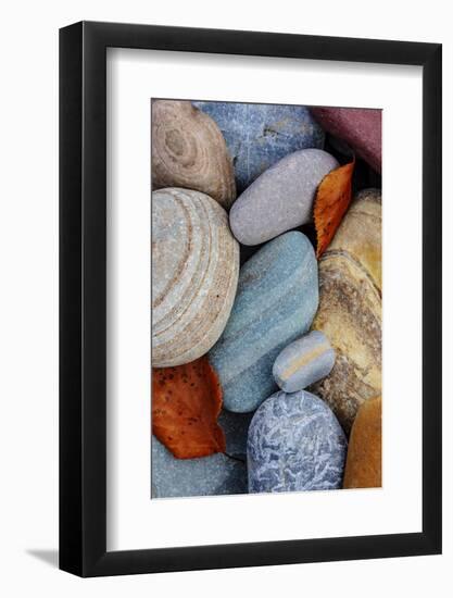 Colorful river rocks along the Middle Fork of the Flathead River in Glacier NP, Montana, USA-Chuck Haney-Framed Photographic Print