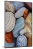 Colorful river rocks along the Middle Fork of the Flathead River in Glacier NP, Montana, USA-Chuck Haney-Mounted Photographic Print