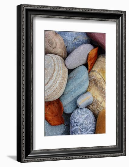 Colorful river rocks along the Middle Fork of the Flathead River in Glacier NP, Montana, USA-Chuck Haney-Framed Photographic Print