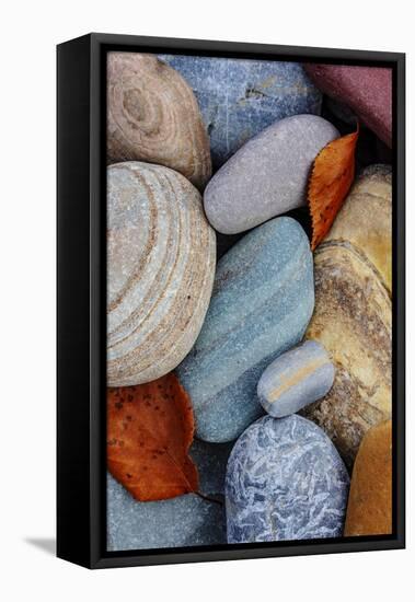 Colorful river rocks along the Middle Fork of the Flathead River in Glacier NP, Montana, USA-Chuck Haney-Framed Premier Image Canvas