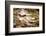 Colorful Rocks in a Rushing Mountain Stream. Glacier NP, Montana-Rona Schwarz-Framed Photographic Print