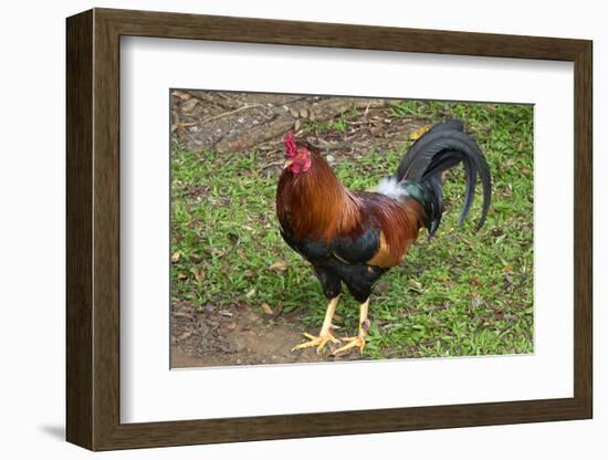 Colorful rooster roaming free on the Big Island of Hawaii-Gayle Harper-Framed Photographic Print