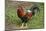 Colorful rooster roaming free on the Big Island of Hawaii-Gayle Harper-Mounted Photographic Print