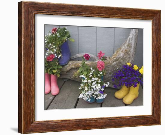 Colorful Rubber Boots Used as Flower Pots, Homer, Alaska, USA-Dennis Flaherty-Framed Photographic Print