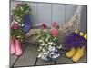 Colorful Rubber Boots Used as Flower Pots, Homer, Alaska, USA-Dennis Flaherty-Mounted Photographic Print