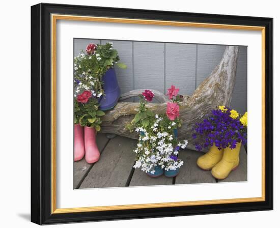 Colorful Rubber Boots Used as Flower Pots, Homer, Alaska, USA-Dennis Flaherty-Framed Photographic Print