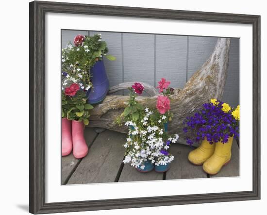 Colorful Rubber Boots Used as Flower Pots, Homer, Alaska, USA-Dennis Flaherty-Framed Photographic Print