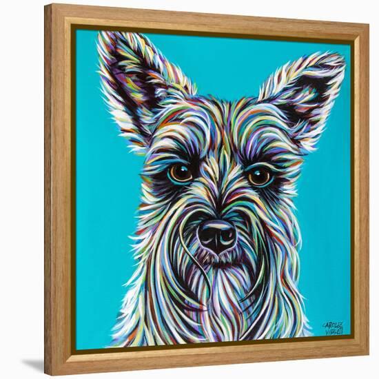 Colorful Schnauzer-Carolee Vitaletti-Framed Stretched Canvas