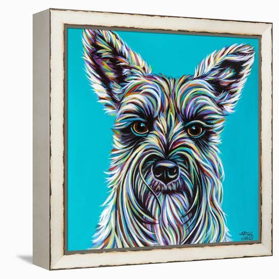 Colorful Schnauzer-Carolee Vitaletti-Framed Stretched Canvas