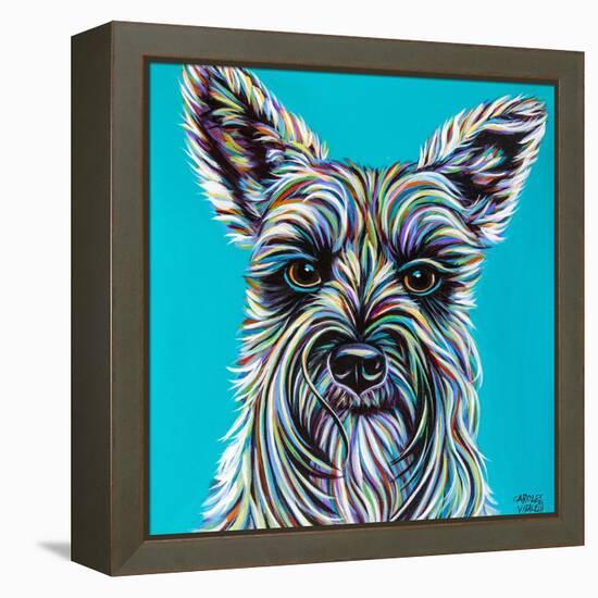 Colorful Schnauzer-Carolee Vitaletti-Framed Stretched Canvas