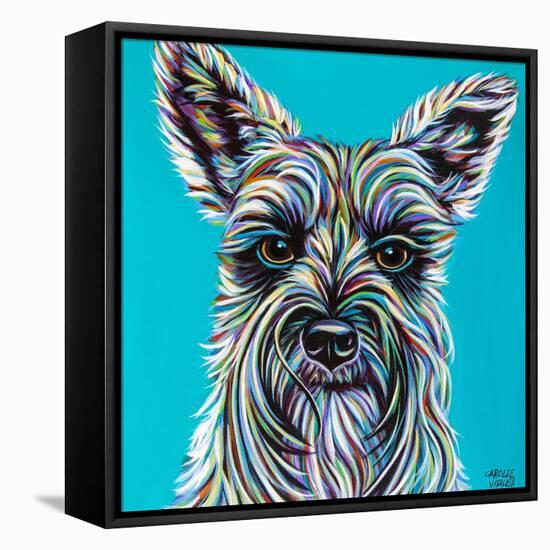 Colorful Schnauzer-Carolee Vitaletti-Framed Stretched Canvas