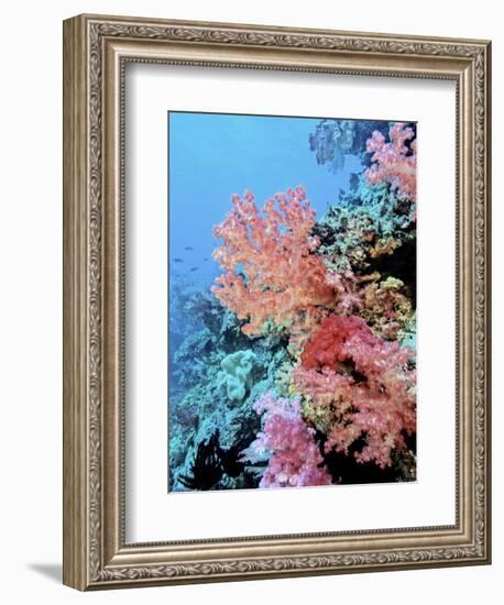 Colorful Sea Fans and other Corals, Fiji, Oceania-Georgienne Bradley-Framed Photographic Print