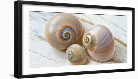 Colorful Sea Snails on Wood-Uwe Merkel-Framed Photographic Print