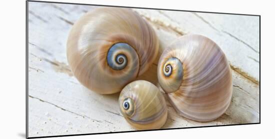 Colorful Sea Snails on Wood-Uwe Merkel-Mounted Photographic Print