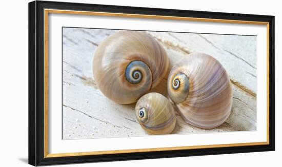 Colorful Sea Snails on Wood-Uwe Merkel-Framed Photographic Print